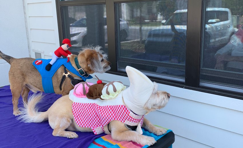 Paw Pals dog volunteers Kermit and Buster peer into a window for patients to see
